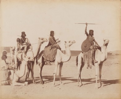 Group of Bicharin men riding camels