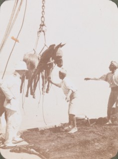 Taking mules aboard