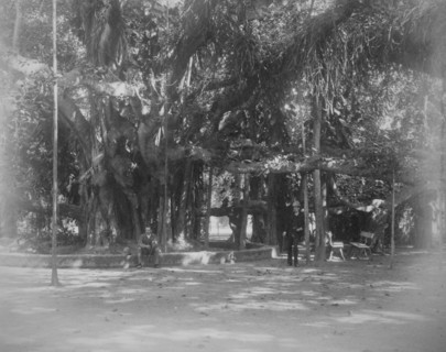 Banyan tree on a street corner in Calcutta
