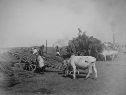Straw or reeds being unloaded from ox-drawn carts on a river bank
