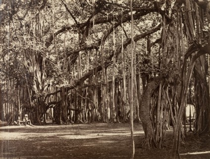 View of an Indian Banyan tree