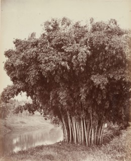 Giant Bamboo, Royal Botanical Gardens, Peradeniya