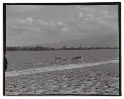 Amboseli Game Reserve