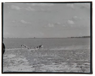 Amboseli Game Reserve