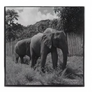 Elephants at Tsavo National Park, Voi