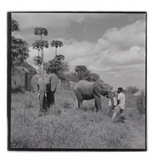 Elephants at Tsavo National Park, Voi