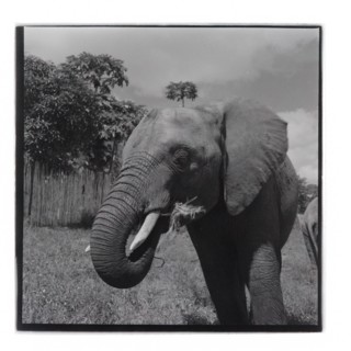 Elephants at Tsavo National Park, Voi