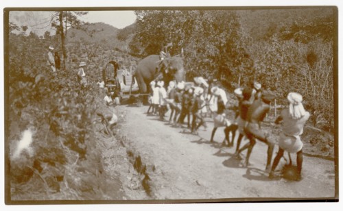 Plantation workers and elephant hauling load