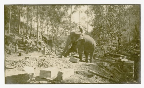 Elephant moving stone for road construction