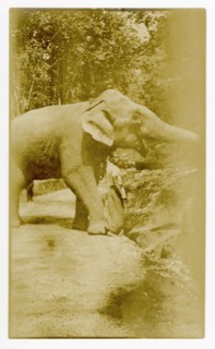 Elephant thinning rubber trees
