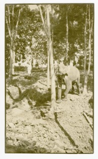 Elephant pushing rubber tree