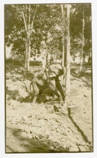 Elephant pushing rubber tree