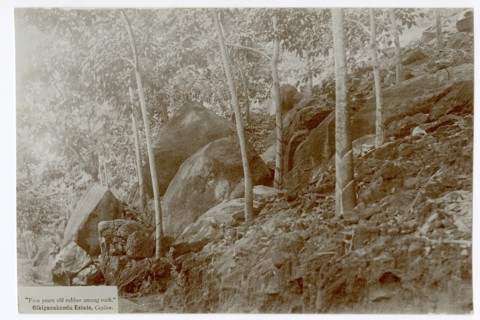 Rubber trees and rocks