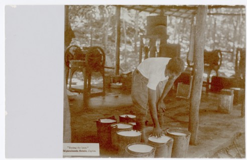 Rubber factory worker with buckets of latex