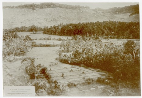 View over paddy fields and cleared hillside