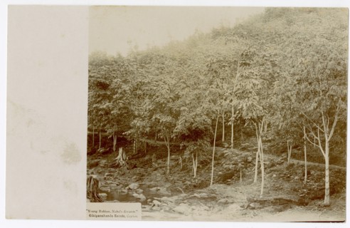 Close up of rubber trees