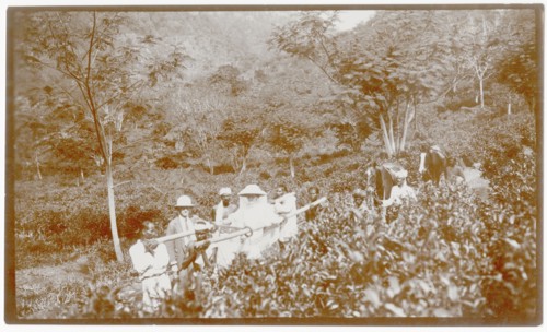 Passage through tea plantation