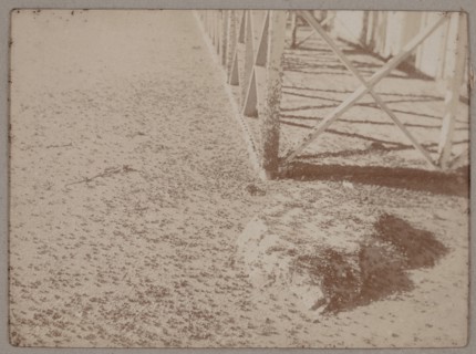 Plague of ants