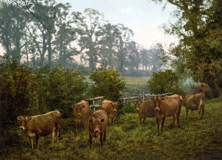 Cows in the Pasture.