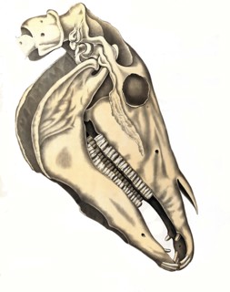 Veterinary medicine.