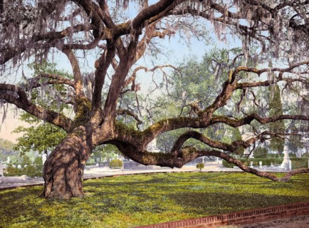 A live oak in Magnolia Cemetery.
