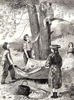 Harvesting and gathering chestnuts.