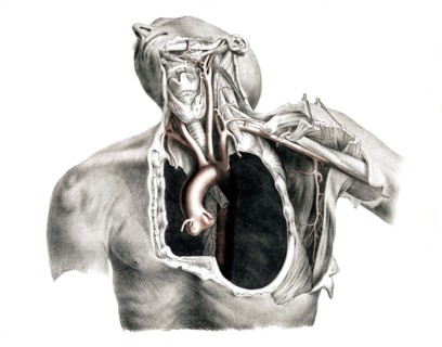 Human anatomy.