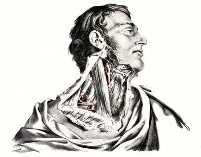 Human anatomy.