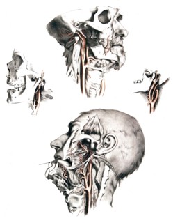Human anatomy.