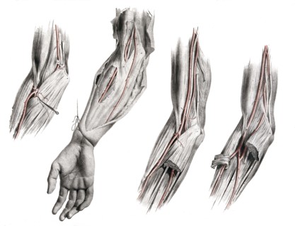 Human anatomy.