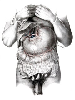 Human anatomy.