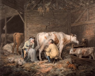 The cowshed. Farmer milking a cow.