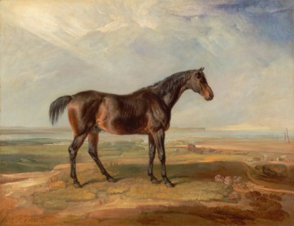 Horse Dr Syntax.