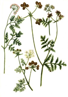 Botanik.