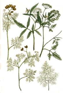 Botanik.