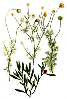 Botanik.
