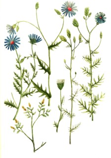 Botanik.