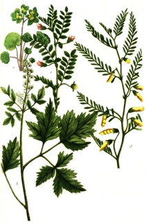 Botanik.