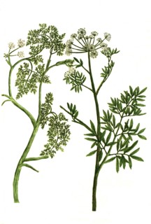 Botanik.