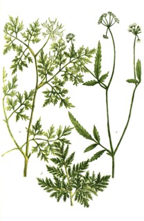 Botanik.