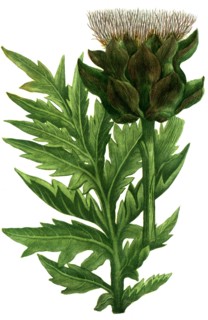 Botanik.