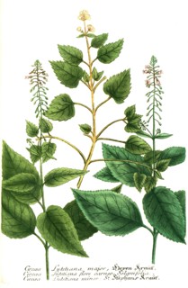 Botanik.