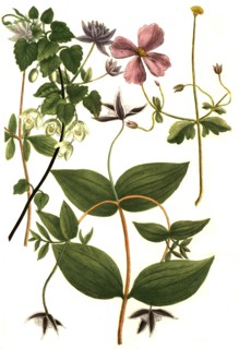 Botanik.