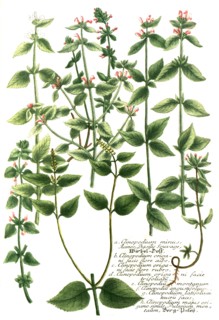 Botanik.