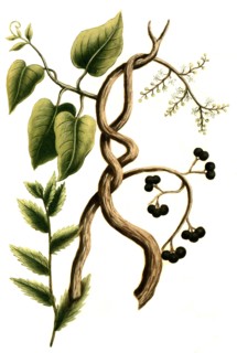 Botanik.