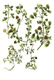 Botanik.