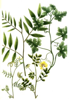 Botanik.