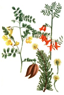 Botanik.