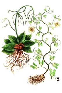 Botanik.