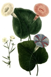 Botanik.